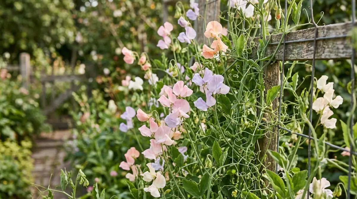 Pink, purple, and peach sweet pea blossoms climbing a wire garden trellis