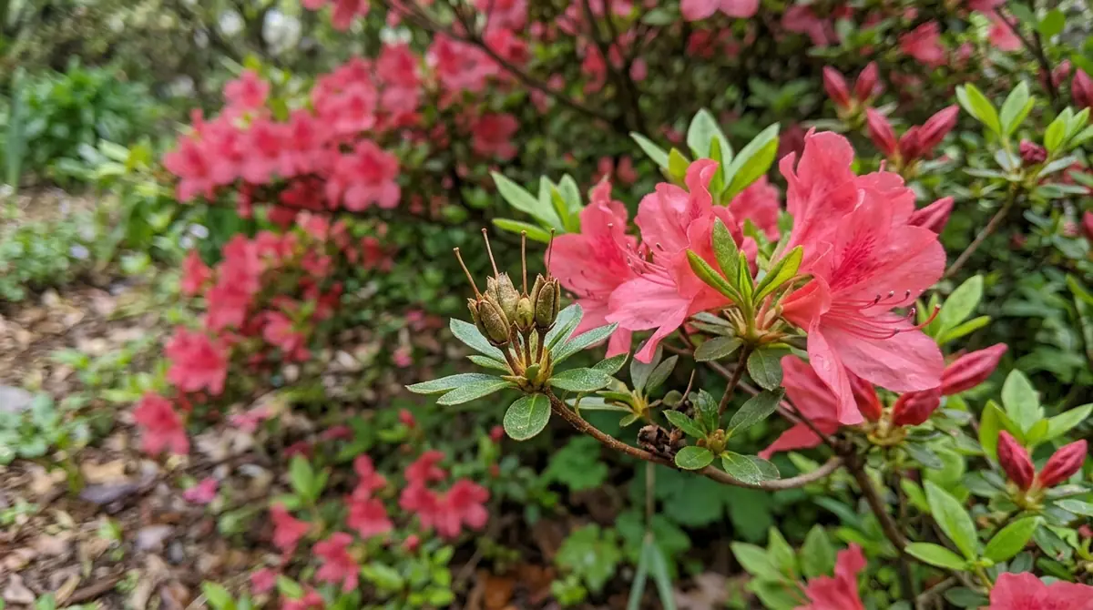 Brown seed pods next to bright pink flowers on a blooming azalea bush