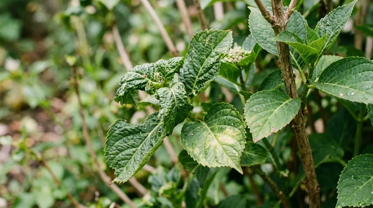 Curled and distorted green leaves growing on a hydrangea stem in a garden
