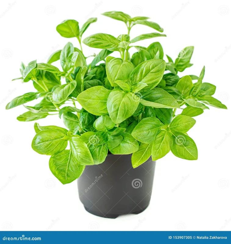 Does Basil Need Light to Germinate? Soil Depth & Sprouting Science — expert gardening guide and care tips