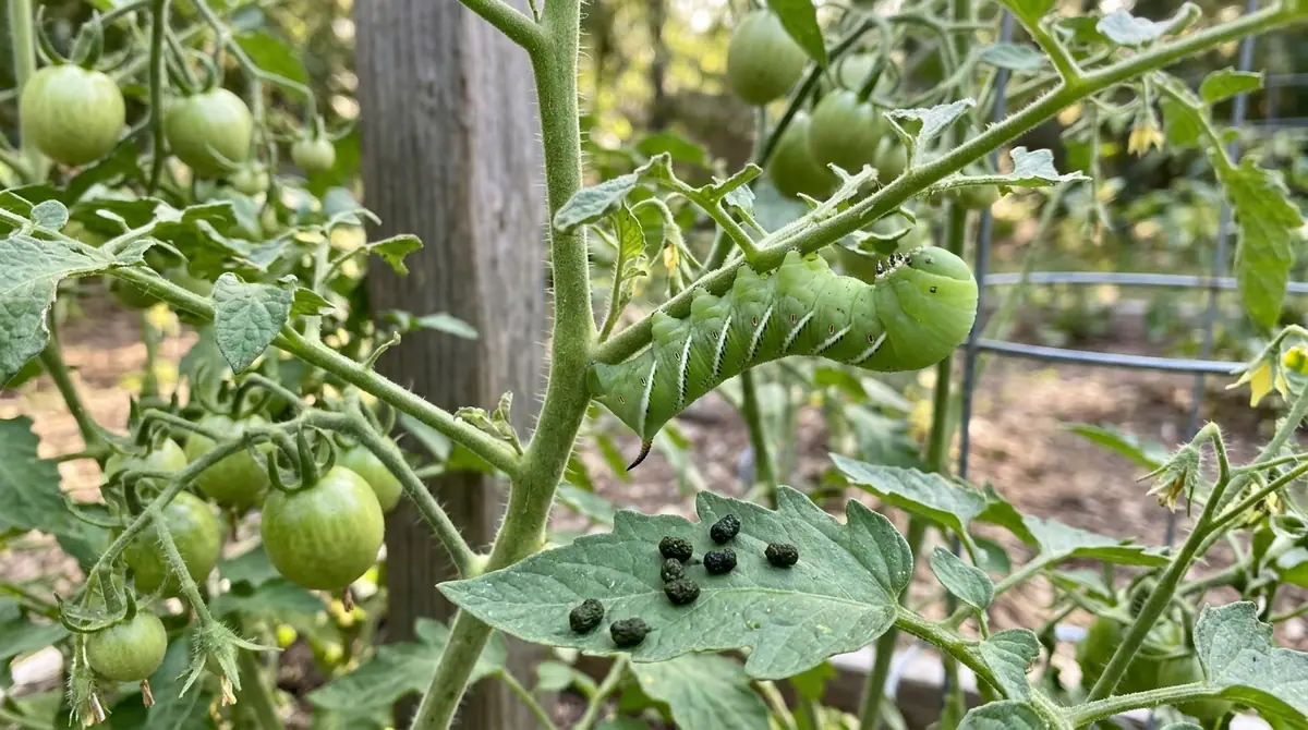 Green hornworm on a tomato plant stem above dark droppings on a leaf