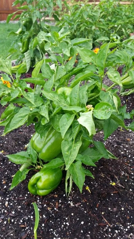 How Deep Do Pepper Plant Roots Go? Pot Size & Substrate Depth Guide — expert gardening guide and care tips