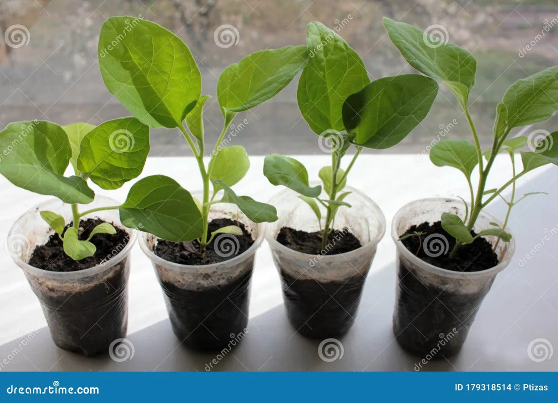 How to Germinate Eggplant Seeds Fast: Heat, Moisture & 7-Day Protocol — expert gardening guide and care tips