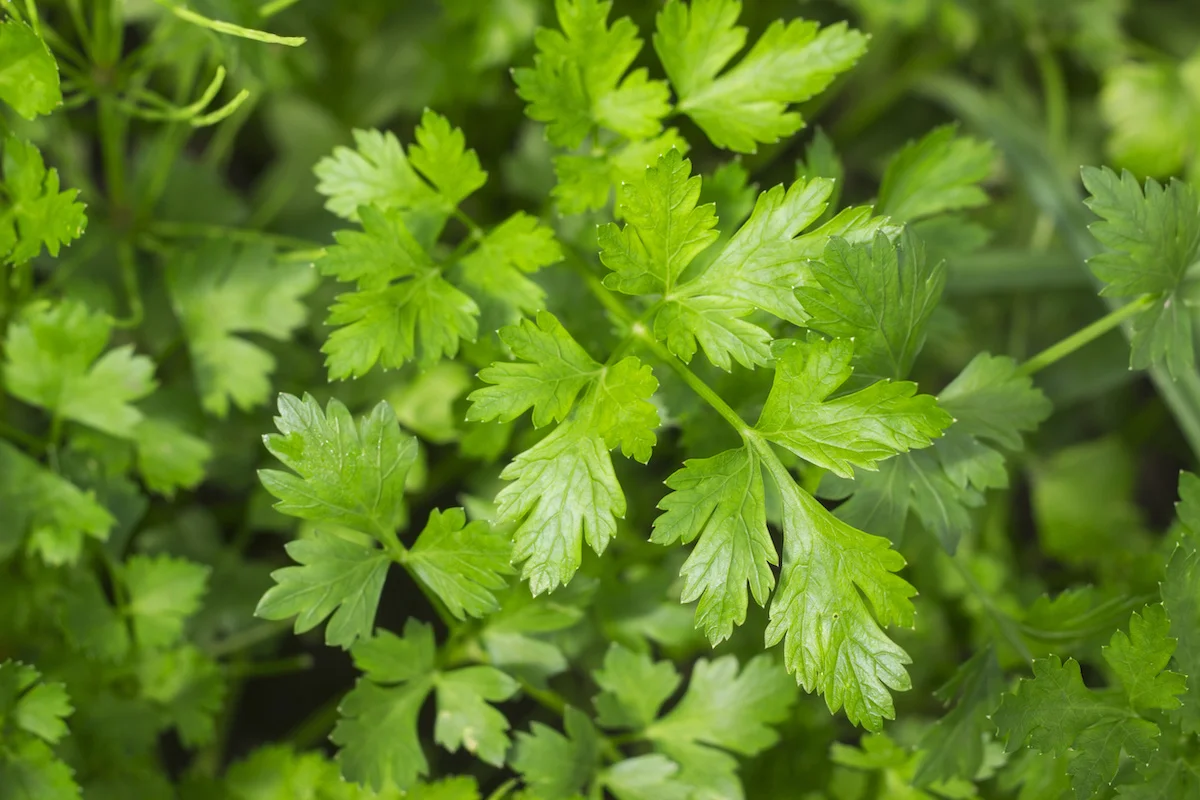 How to Germinate Parsley Seeds Fast: Hot Water Soak & 7-Day Trick — expert gardening guide and care tips