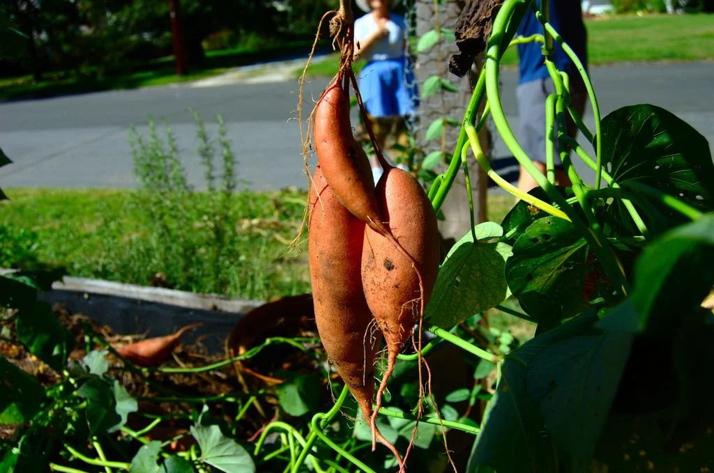 How to Grow Butternut Squash in Small Spaces: Vertical Trellising Secrets — expert gardening guide and care tips