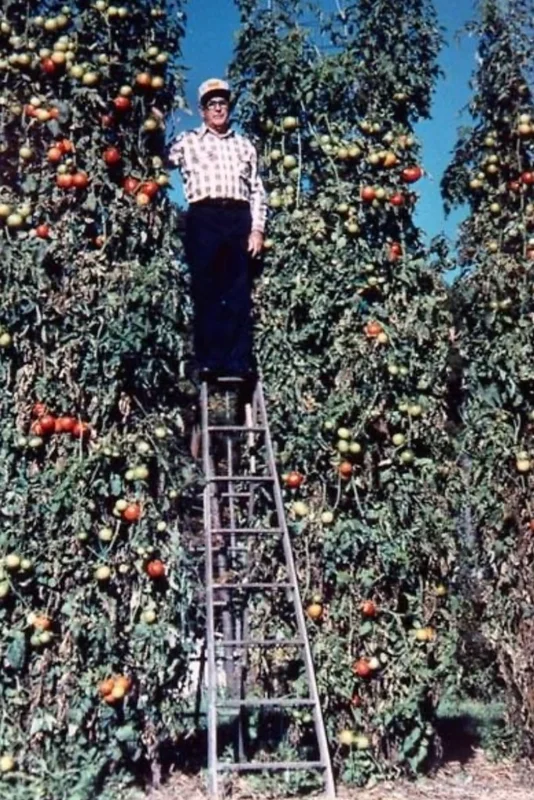 How to Grow Huge Tomato Plants: Pruning, Trenching & Heavy Yields — expert gardening guide and care tips