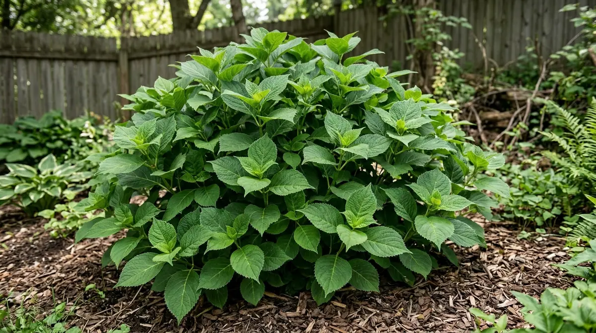 A lush green hydrangea shrub with healthy foliage but no blooms growing in a garden bed with mulch