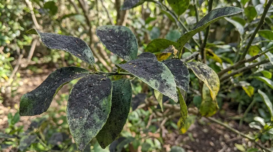 Black mold covering the green leaves of a garden plant