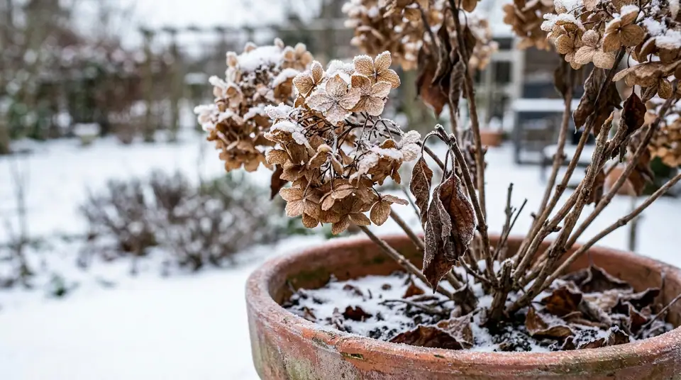 Potted hydrangea with dry brown flower heads and frost in a snowy garden