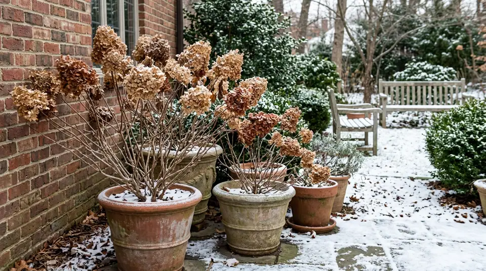 Potted hydrangeas with dried flower heads resting on a snow covered patio next to a brick wall
