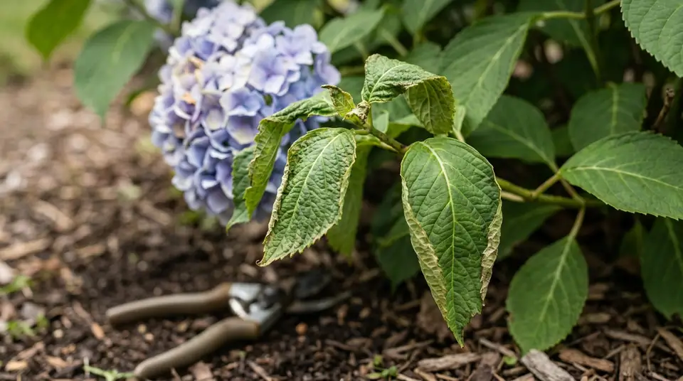 Hydrangea leaves curling inward with pruning shears on the ground below