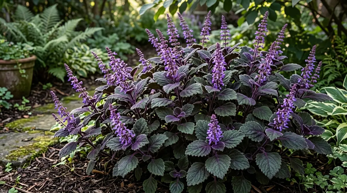 Velvet Elvis plectranthus with dark green leaves and purple flower spikes blooming in a garden bed