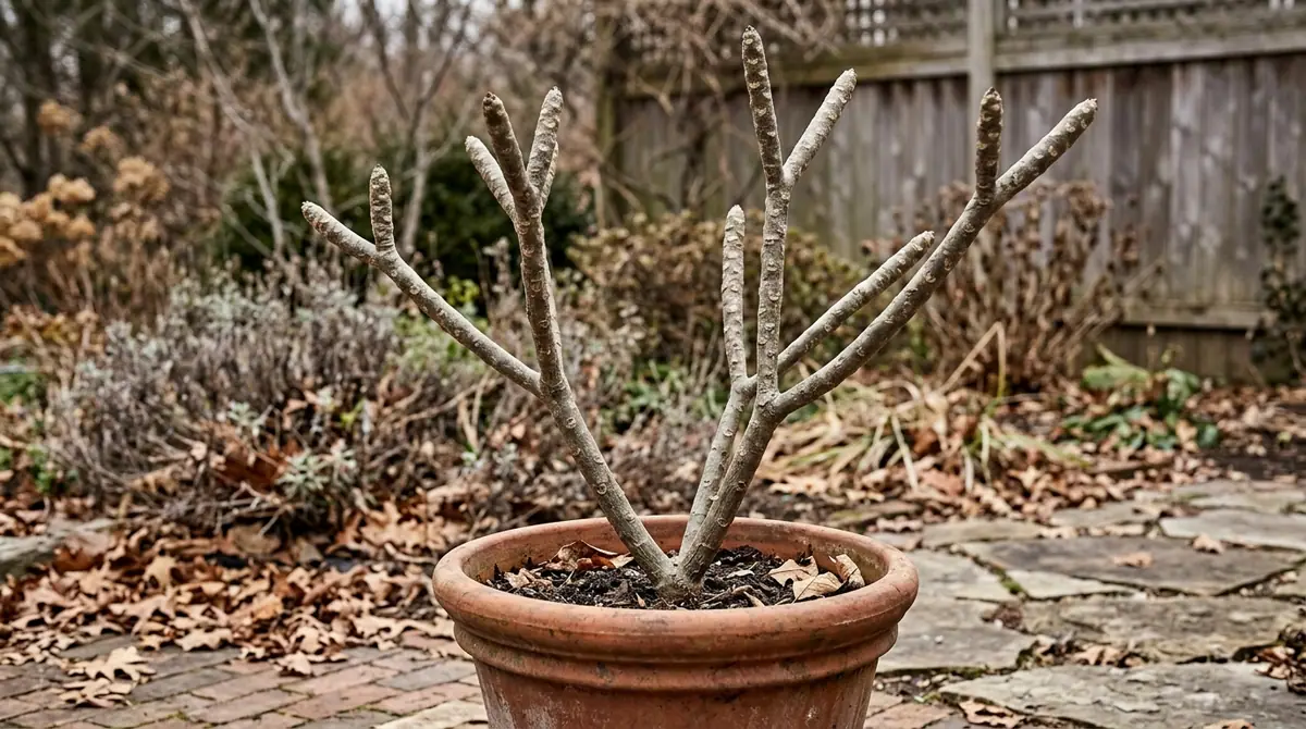 Dormant potted plumeria plant with bare branches standing on a patio