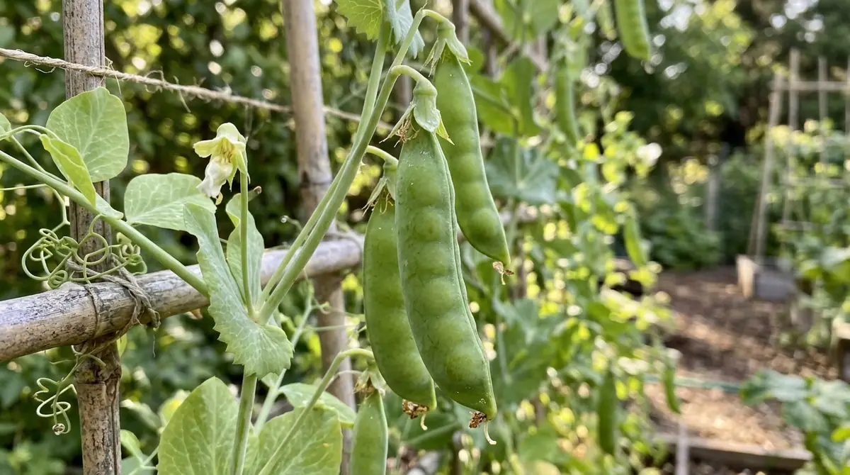 Plump pea pods hanging on a vine in a garden trellis
