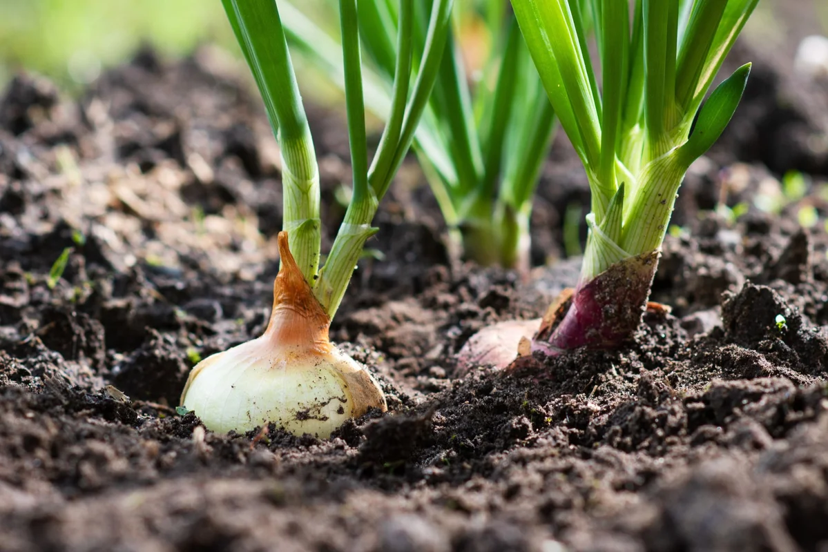 When to Plant Onions in Southern California (Zone 9 & 10 Planting Calendar) — expert gardening guide and care tips