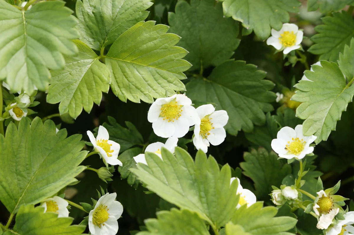 When to Plant Strawberries in Kansas: Zone 6a/6b Seasonal Calendar — expert gardening guide and care tips