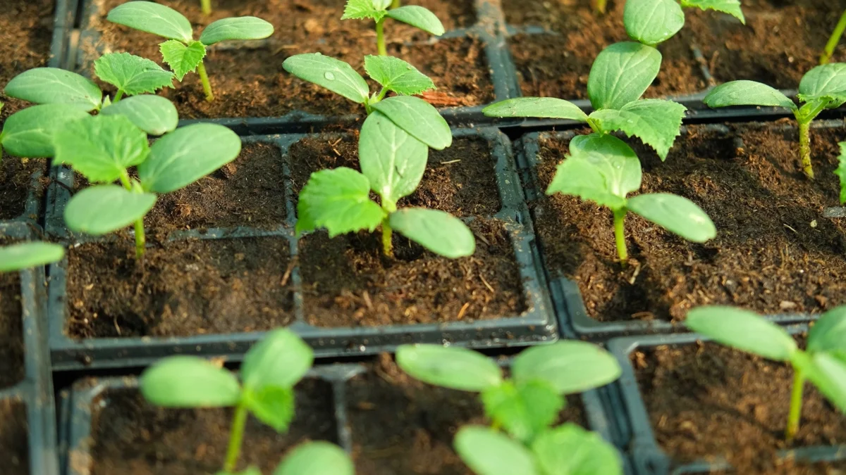 When to Transplant Cucumber Seedlings: Stop Root Shock & Boost Growth — expert gardening guide and care tips
