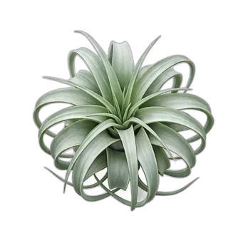 Clavel del aire — care guide, varieties and growing tips