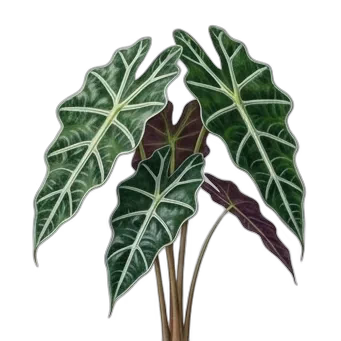 Alocasia Polly — care guide, varieties and growing tips