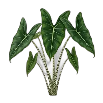 Alocasia Zebrina: cuidados y guía de cultivo — care guide, varieties and growing tips