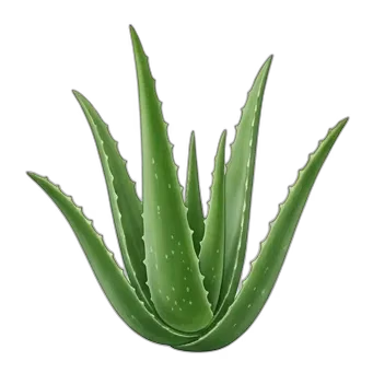 Aloe Vera plant care guide