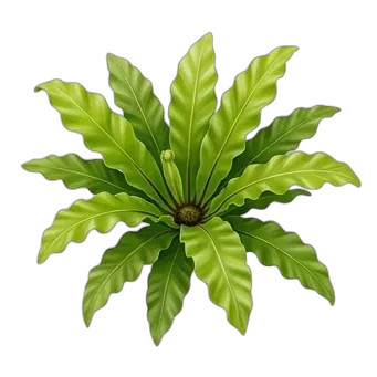Asparagus Fern — care guide, varieties and growing tips
