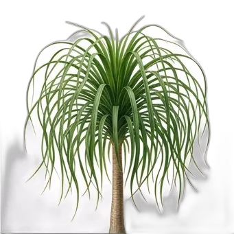 Ponytail Palm — care guide, varieties and growing tips