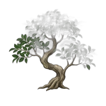 Bonsai Tree — care guide, varieties and growing tips