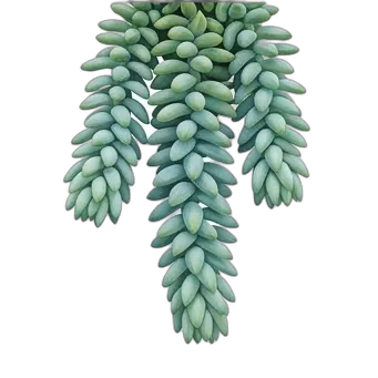 Cola de burro — care guide, varieties and growing tips