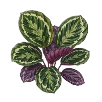 Calathea Orbifolia — care guide, varieties and growing tips