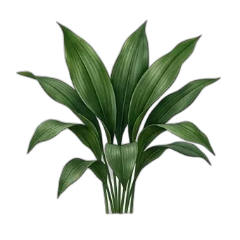 Dumont Çiçeği Bakımı — care guide, varieties and growing tips