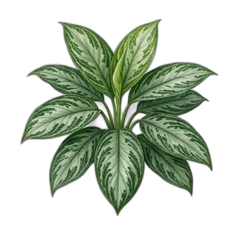 Chinese Evergreen — care guide, varieties and growing tips
