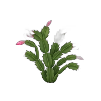 Christmas Cactus — care guide, varieties and growing tips