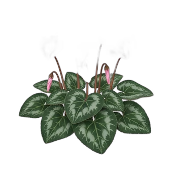 Siklamen — care guide, varieties and growing tips