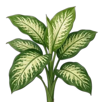 Dieffenbachia — care guide, varieties and growing tips