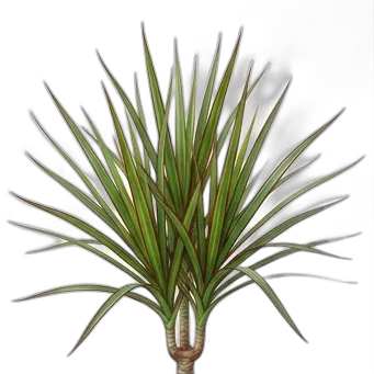 Drago — care guide, varieties and growing tips