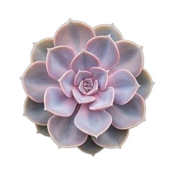 Echeveria Bakımı ve Özellikleri — care guide, varieties and growing tips