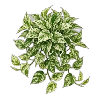 Pothos