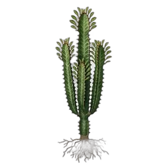 African Milk Tree — care guide, varieties and growing tips