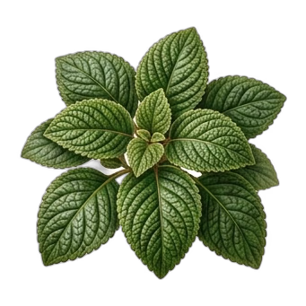 Planta de la amistad — care guide, varieties and growing tips