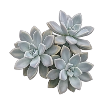 Hayalet Bitkisi — care guide, varieties and growing tips