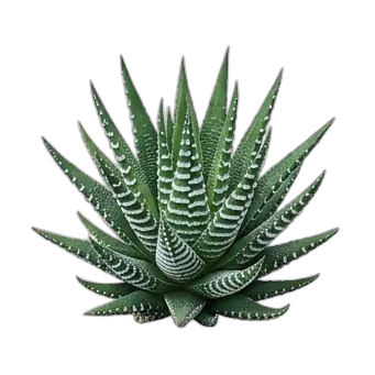 Haworthia — care guide, varieties and growing tips