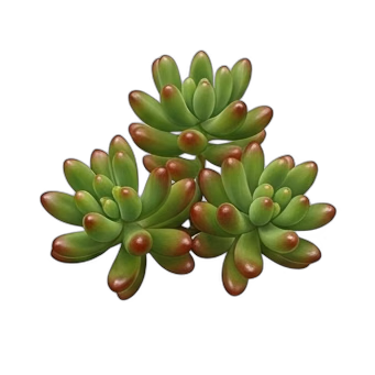Planta de gominola — care guide, varieties and growing tips