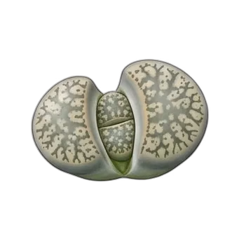 Living Stones — care guide, varieties and growing tips