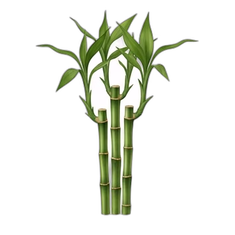 Bambú de la suerte — care guide, varieties and growing tips