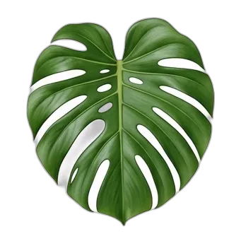 Monstera Deliciosa