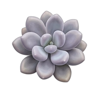 Piedras de luna — care guide, varieties and growing tips