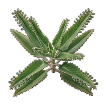 Mother of Thousands plant care guide