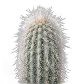 İhtiyar Sakalı Kaktüsü — care guide, varieties and growing tips