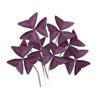 Falso trébol — care guide, varieties and growing tips